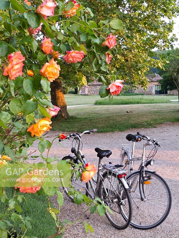 Bicycles beneath rose bush