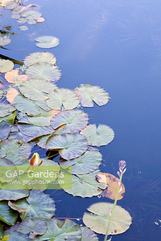 Nymphaea - Water Lily pads on still pond
