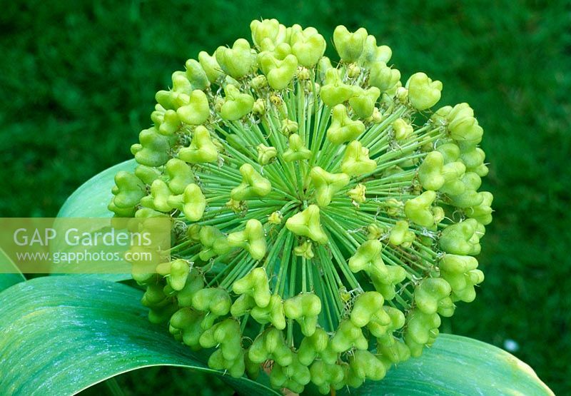 Allium karataviense 'Ivory Queen', seed head