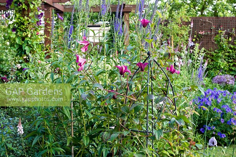 Metal Clematis support in border
