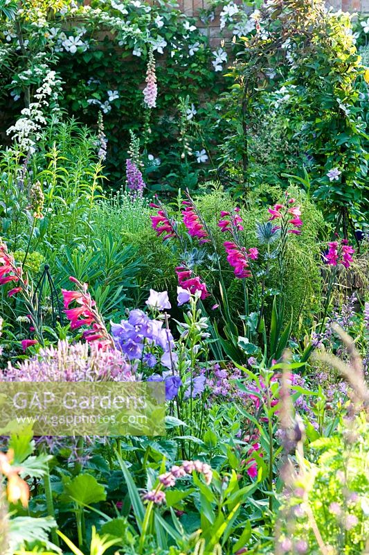 Border with gladiolus communis ssp byzantina, Allium christophii, Campanulas with Clematis 'Dutch Sky' on wall