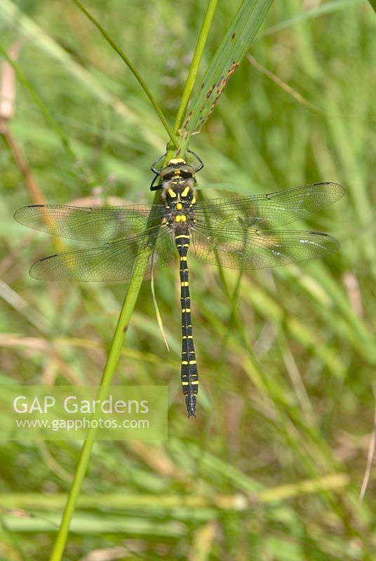 Cordulegaster boltonii - Golden-ringed dragonfly
