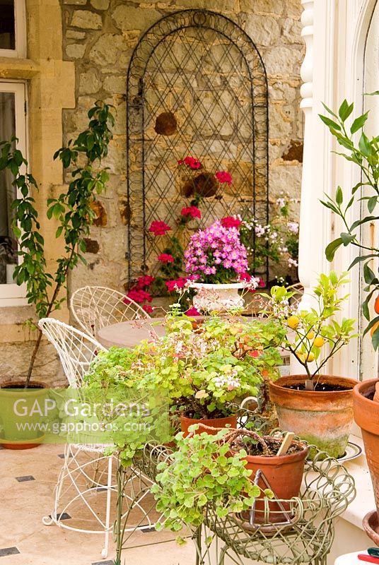 Pots of flowering plants and wirework furniture in the conservatory - Old Rectory, Kingston, Isle of Wight, Hants, UK