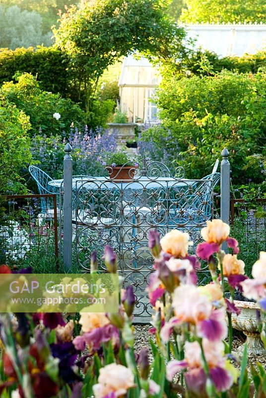 Bed of tall bearded Irises in front of decorative metal gate leading into patio behind, with wirework table and chairs. Beyond a path lined with Nepeta 'Six Hills Giant' leads into further parts of the garden - Old Rectory, Kingston, Isle of Wight, Hants, UK

