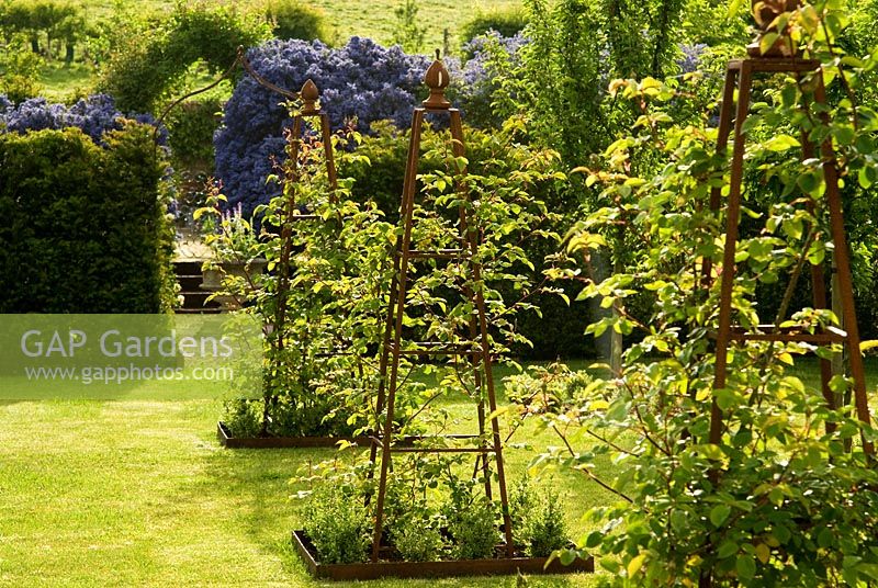 The crab apple lawn features Malus 'Golden Hornet' and Rosa 'The Generous Gardener' syn. 'Ausdrawn' growing up metal obelisks. Ceanothus arboreus 'Trewithen Blue' beyond. Old Rectory, Kingston, Isle of Wight, Hants, UK
