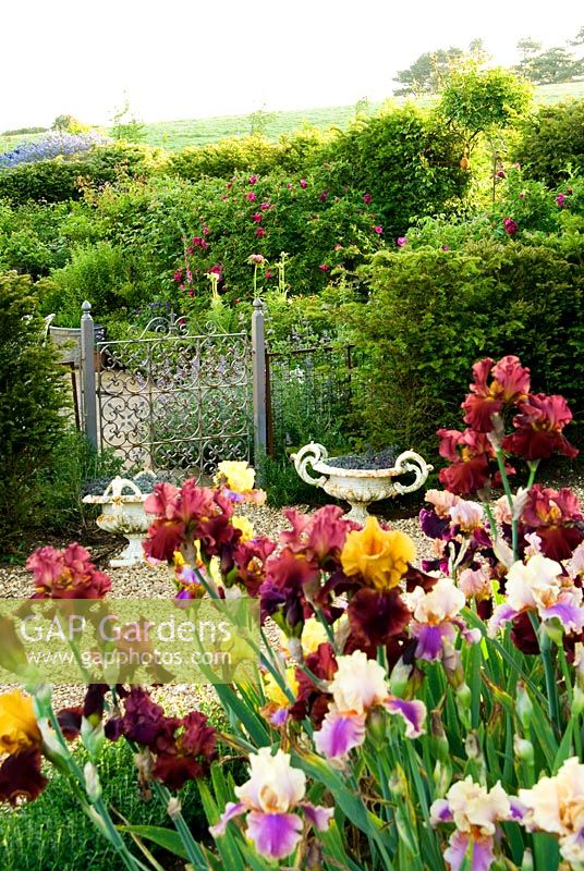 Bed of tall bearded Irises in front of decorative metal gate leading into patio behind, with wirework table and chairs. Old Rectory, Kingston, Isle of Wight, Hants, UK 