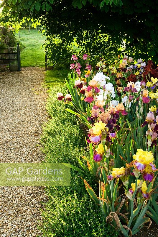 Bed of mixed bearded Irises beside gravel path leading to adjoining field. Old Rectory, Kingston, Isle of Wight, Hants, UK