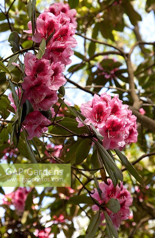 Rhododendron 'Mrs G W Leak'