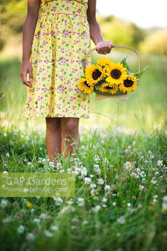 Woman wearing a yellow flowery dress holding a trug of Sunflowers in a meadow