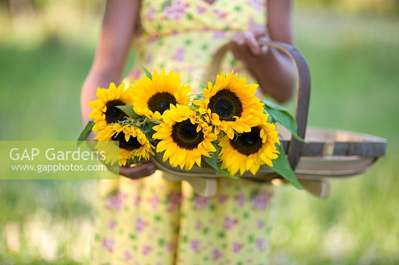 Woman wearing a flowery yellow dress holding a trug of Sunflowers 