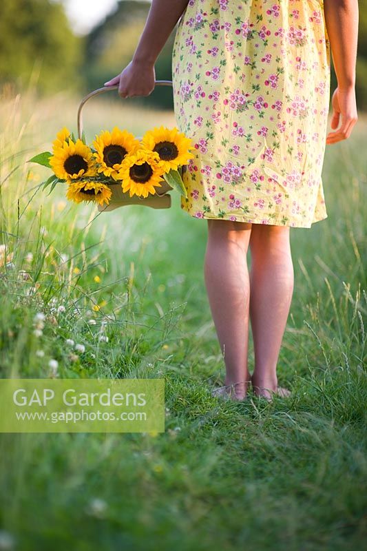 Woman wearing a yellow flowery dress holding a trug of Sunflowers on a grass pathway in a meadow