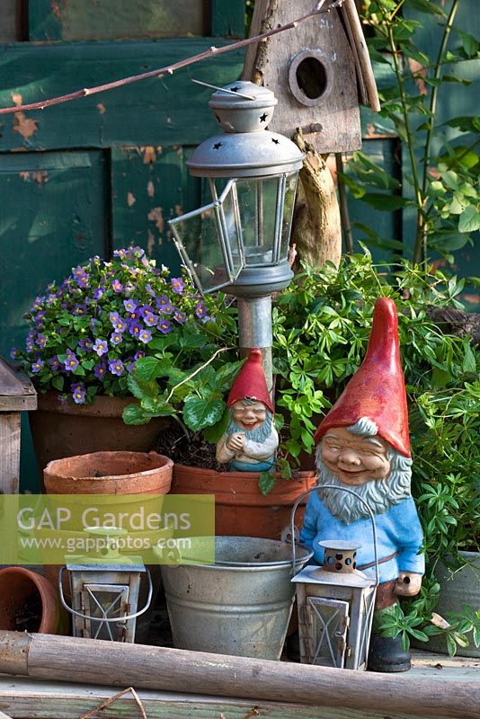 Garden gnomes next to clay pots, metal lanterns and a bird box. Exacum affine planted in pot