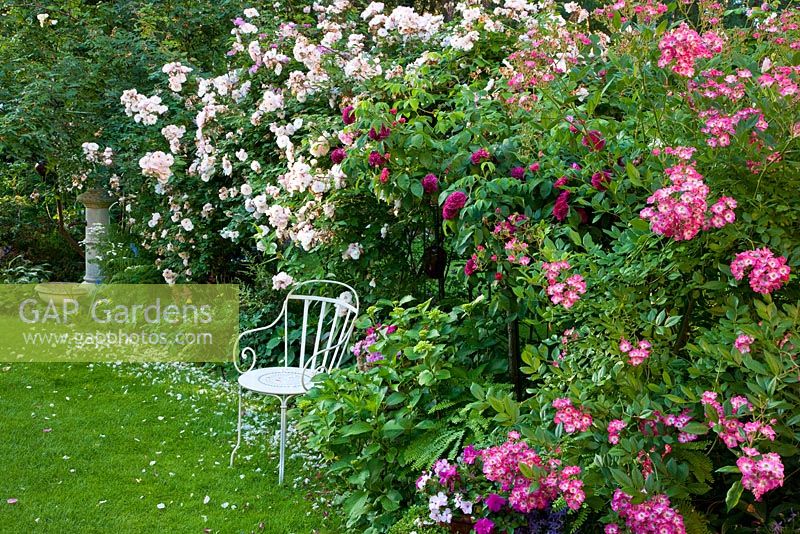 White metal chair and table next to Rosa 'Charles de Mills' (Rosa gallica), 'Venusta Pendula' and 'Mozart' 