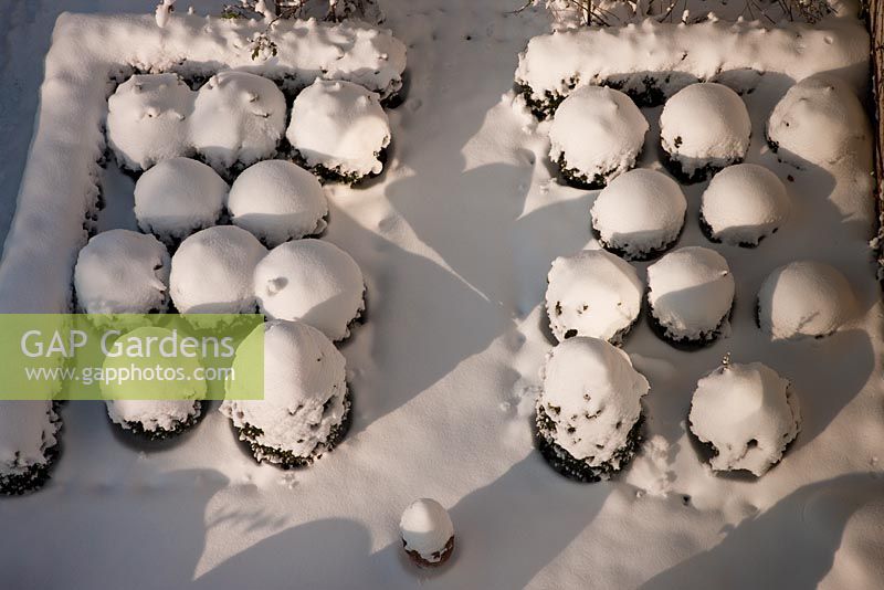 Snow covered box-balls and hedge viewed from above