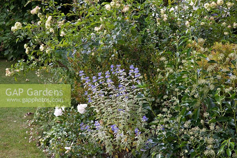 Summer border with Rosa 'Lovely Green', Caryopteris clandonensis 'White Surprise' and Hedera helix