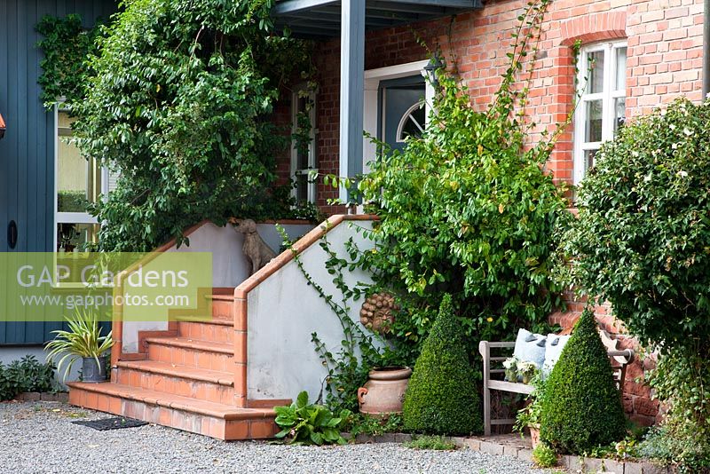 House entrance with wooden bench. Planting includes, Buxus pyramids, Bergenia, Euonymus fortunei and Hibiscus syriacus 'Totus Albus'