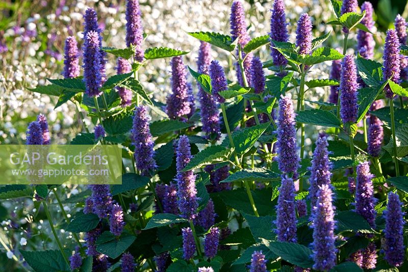 Agastache 'Blue Fortune' and Gypsophila