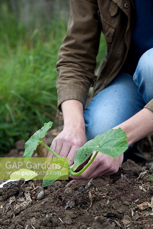 Planting a courgette plant on compost enriched bed, using trowel, Courgette Green Bush