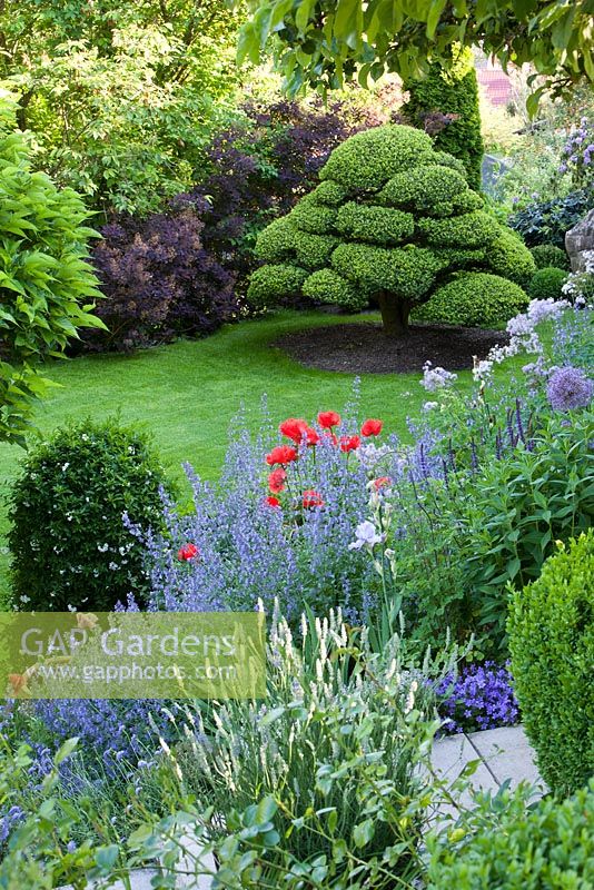 Informal garden setting with Ilex crenata, Nepeta x faassenii 'Walkers Low', Papaver orientale and Allium 'Globemaster'
