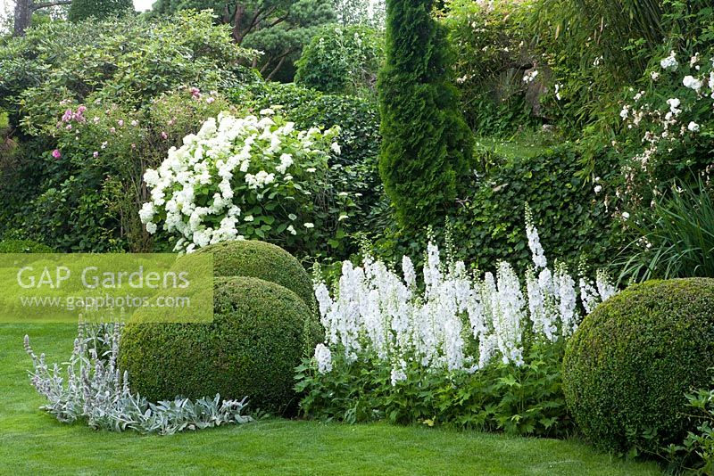 White themed summer border of Hydrangea arborescens 'Annabelle', Delphinium, Buxus sempervirens, Stachys byzantina
