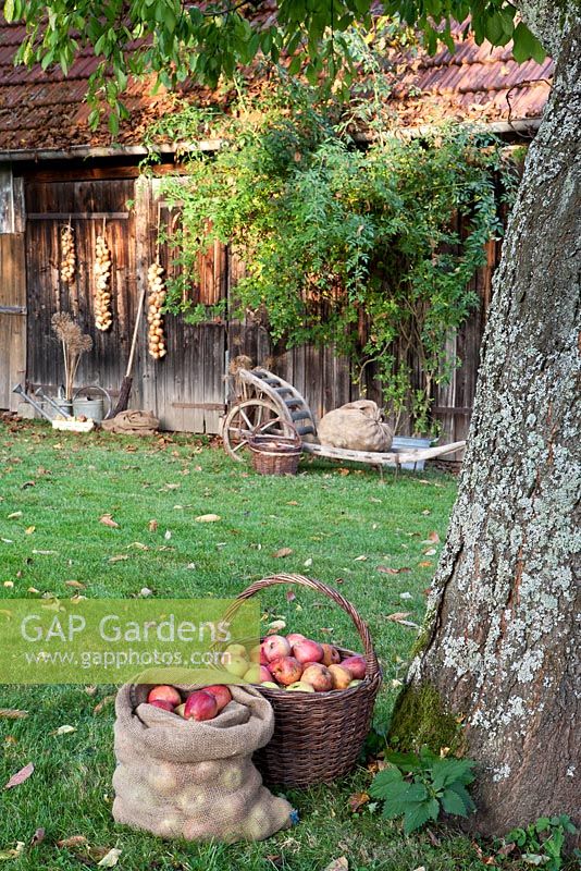 Harvested Apples with rustic barn behind
