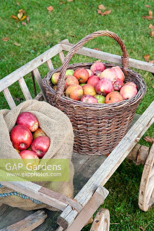 Harvested Apples on rustic wooden cart
