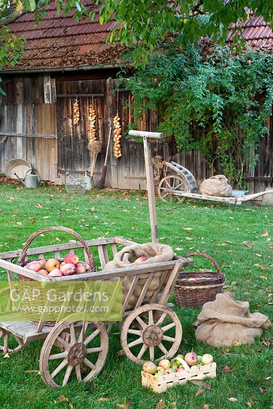 Harvested Apples with rustic barn behind
