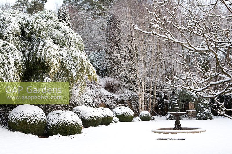 Buxus sempervirens - Box topiary in winter garden scene with fountain