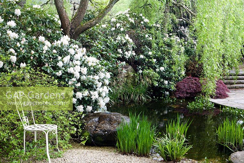 Pond with mixed borders including Rhododendron 'Cunningham's White' pond
