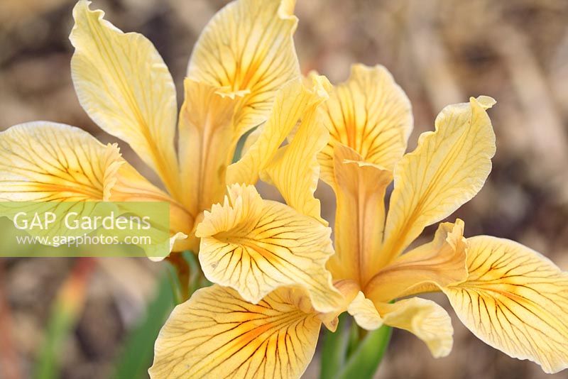Iris innominata - A Pacific coast Iris flowering in May