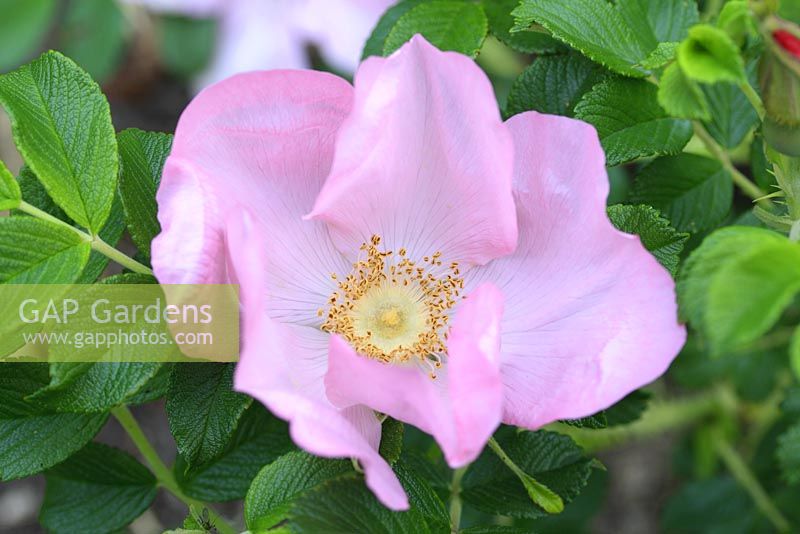 Rosa 'Fru Dagmar Hastrup' flowering in May 