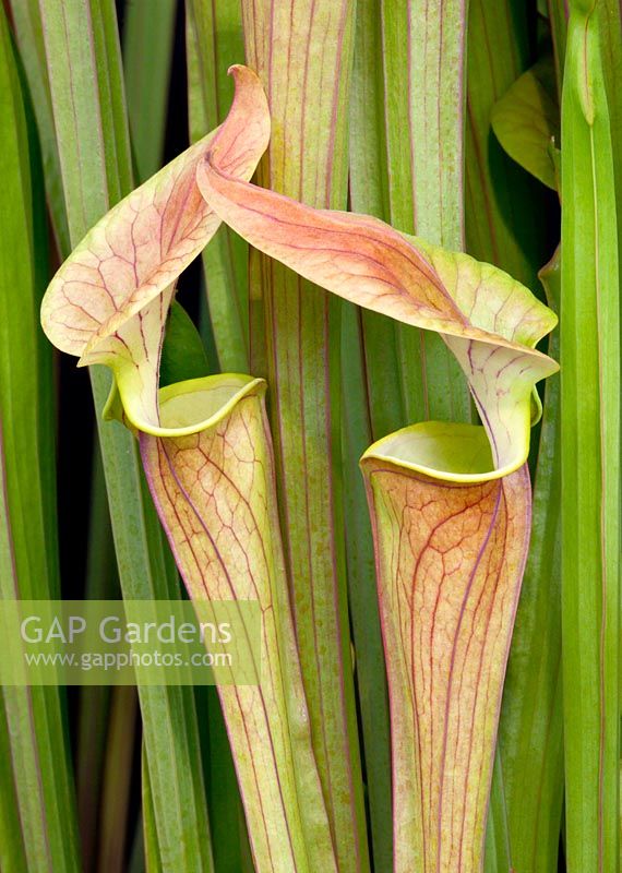Sarracenia flava, var cuprea - The yellow trumpet Pitcher {lant