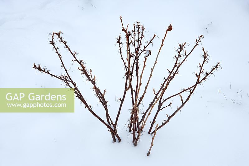 Ribes - Blackcurrant 'Ben Nevis' in winter