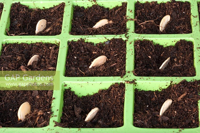 Sowing organic Curcurbita moschata - Squash 'Nice Long' seeds, in plastic cell modules, in organic compost