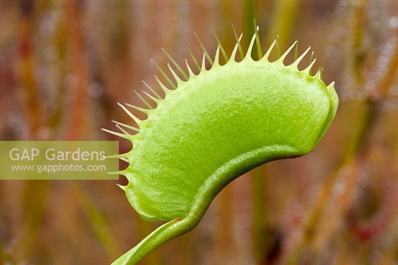 Dionaea muscipula - Venus Fly Trap 
