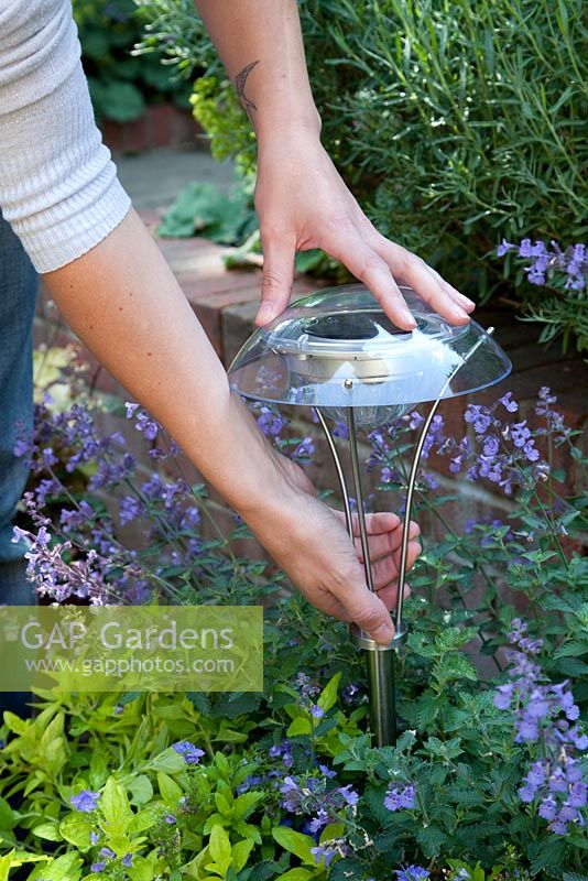 Placing a solar light into a planter, surrounded by Nepeta 'Walkers Low' - Catmint