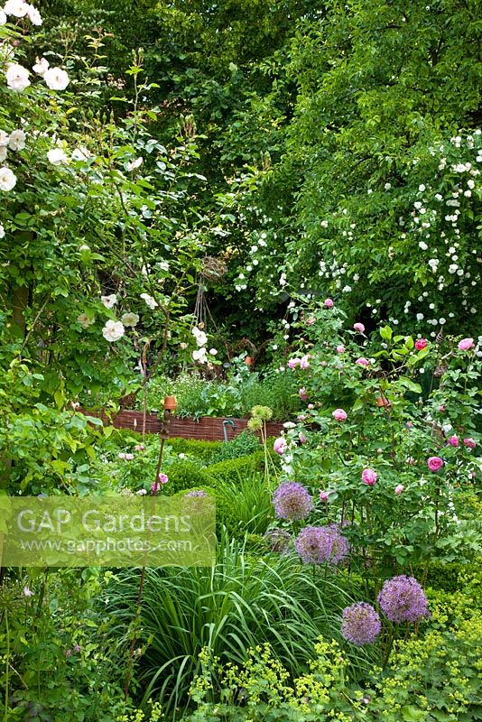 Summer garden with Alchemilla mollis, Allium aflatunense 'Purple Sensation' and Rosa 'Venusta Pendula'