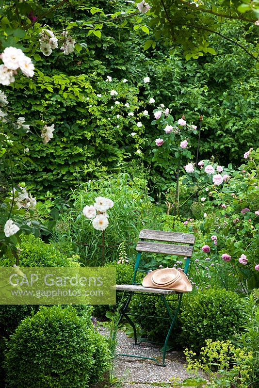 Straw hat on chair between Buxus - Box spheres that frame a Rose garden with Rosa 'Fantin Latour', Rosa 'Pink Leda' and Rosa 'Venusta Pendula' 