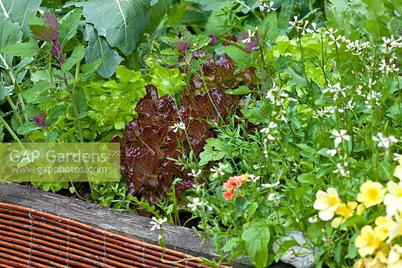 Eruca sativa - Rocket, Lactuca - Lettuce and Tropaeolum majus in raised bed