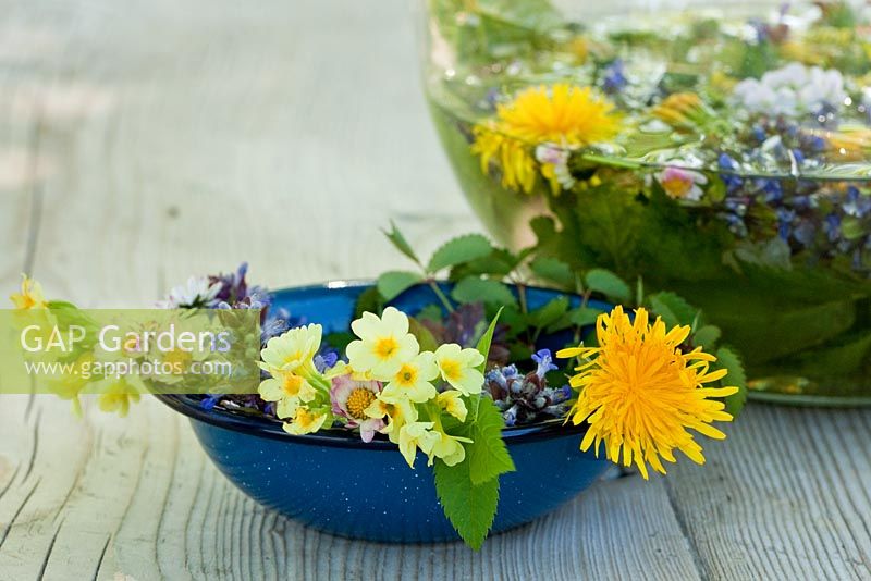 Meadow flowers in glass bowls - Ajuga reptans, Bellis perennis, Cardamine pratensis, Primula elatior, Taraxacum officinale and Sanguisorba minor
