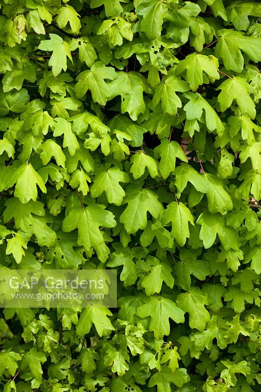 A hedge of Acer campestre - Field Maple
