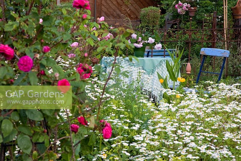Table and chairs amidst Rosa and Tanacetum parthenium - Feverfew in a country garden