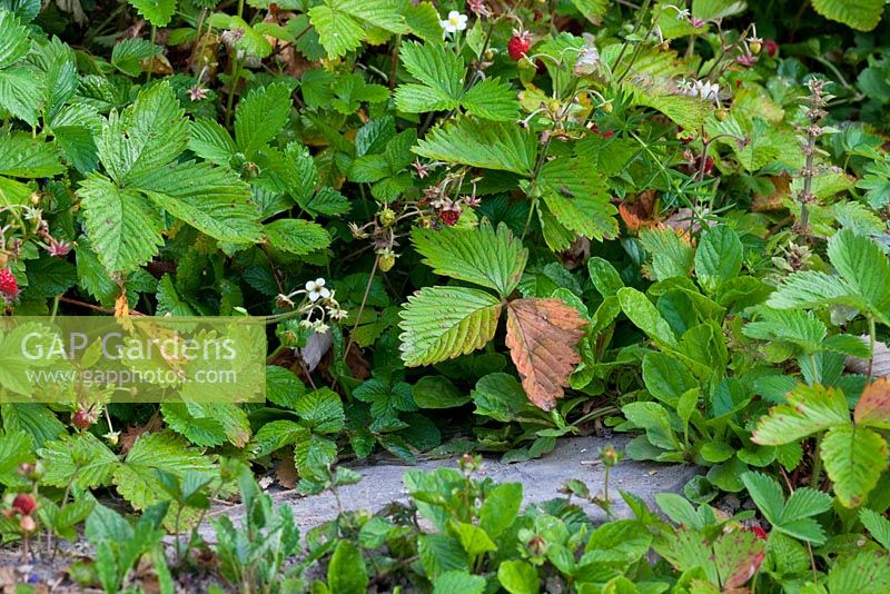 Wild strawberries, Fragaria vesca