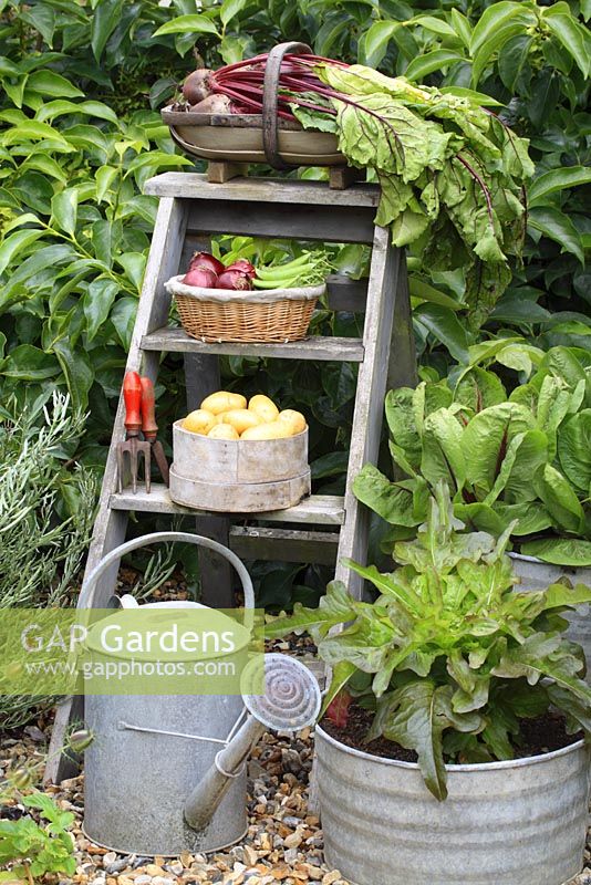Wooden step ladder with harvested vegetables in containers. Lettuce growing in pot, June