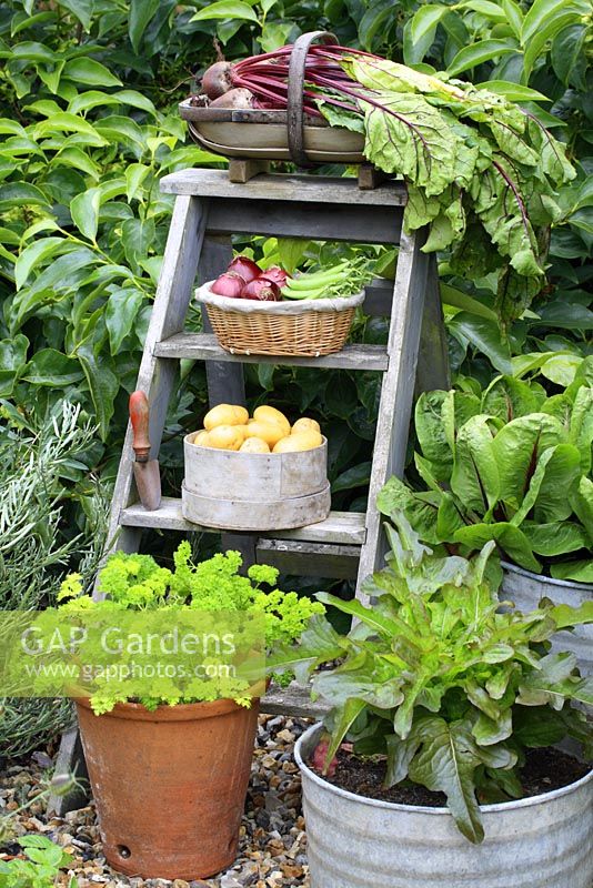 Wooden step ladder with harvested vegetables in containers. Parsley and Lettuce growing in pots, June