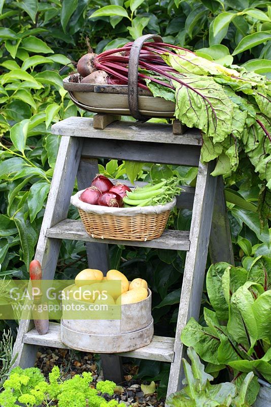 Wooden step ladder with harvested vegetables in containers, June