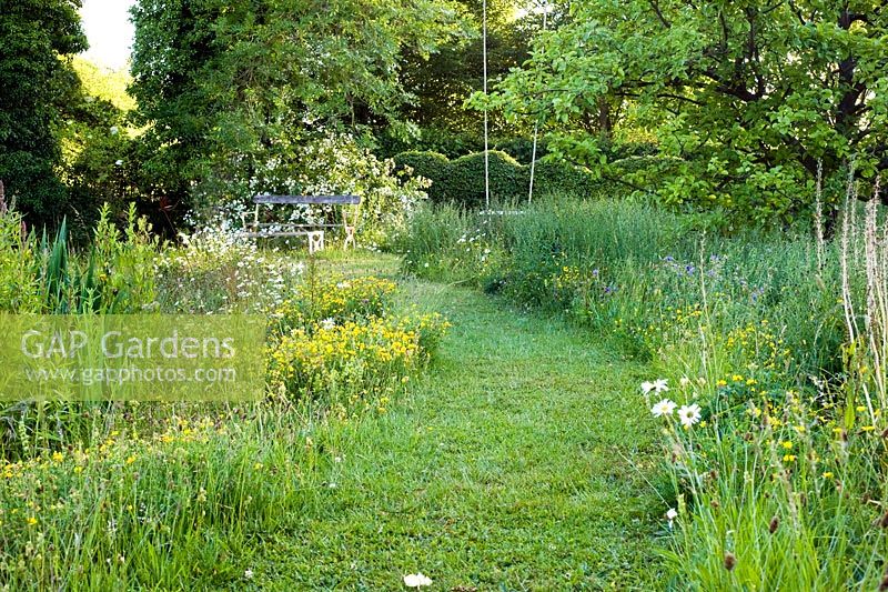Wild flower meadow with path and seating. Plants include Lotus corniculatus - Birds foot trefoil, Leucanthemum vulgare - Ox Eye Daisy