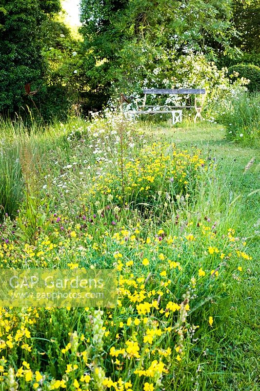 Wild flower meadow with path and seating. Plants include Lotus corniculatus - Birds foot trefoil, Leucanthemum vulgare - Ox Eye Daisy
