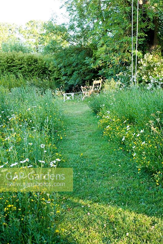 Wild flower meadow with path and seating. Plants include Lotus corniculatus - Birds foot trefoil, Leucanthemum vulgare - Ox Eye Daisy 
