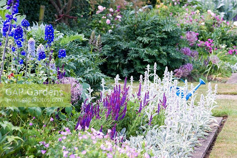 Border of Stachys byzantina - Lambs Ears, Salvia - Sages, Delphiniums and Geraniums with blue watering can and fork
